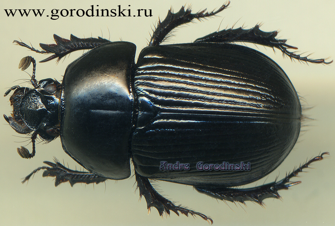 http://www.gorodinski.ru/geotrupes/Geotrupes folwarcznyi.jpg